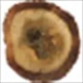 Malaysian Oud